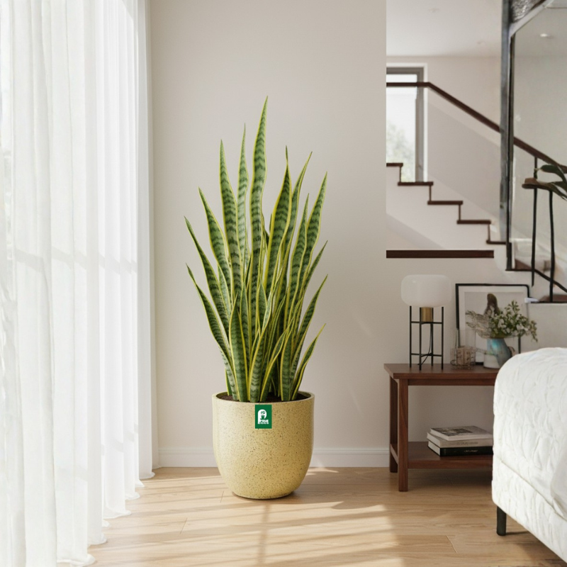 Cup Pots 1212