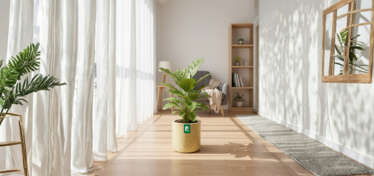 Soften Your Space: The Organic Elegance of the Cup Planter in Hyderabad